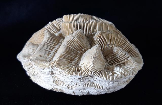Manicina areolata (LINNAEUS 1758) - Bild © FossNet FossilienStore